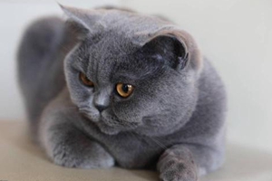 英国短毛猫怎么美容 英国短毛猫美容视频